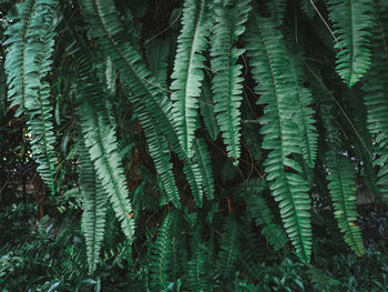 Full frame shot of plants growing in forest