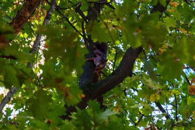 Low angle view of lizard on tree