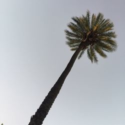 Low angle view of trees against clear sky