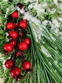 High angle view of cherries on tree