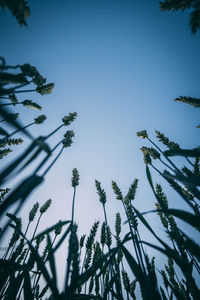 Low angle view of flowering plants against clear blue sky