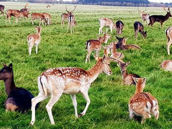 Deer in a field