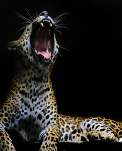 Close-up of a leopard