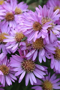 Close-up of pink flowering plants