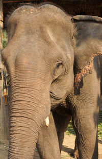 Close-up of elephant