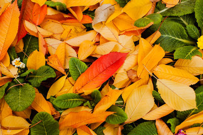 Full frame shot of orange leaves during autumn