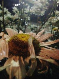 Close-up of plant against blurred background