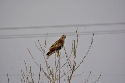 Bird perching on a tree