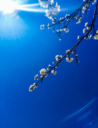 Low angle view of cherry blossom against blue sky