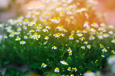 Field of chamomile close-up. beautiful meadow on a sunny day. summer flowers. 