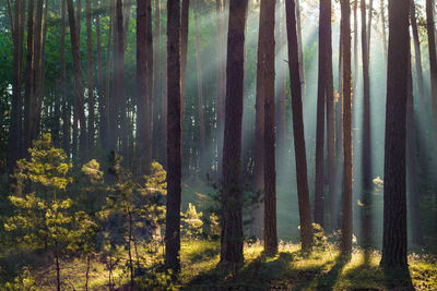 Pine trees in forest