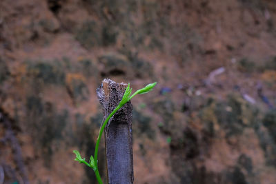 Close-up of plant growing outdoors