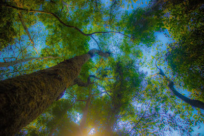 Low angle view of trees against sky