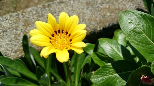 Close-up of yellow flowers blooming outdoors