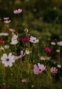 Close-up of pink flowering plants on field