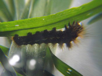 Close-up of plant