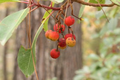 Close-up of red berries on tree