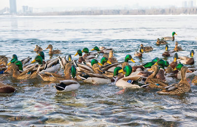 A flock of ducks are swimming in the river in winter. birds in the winter. waterfowl.