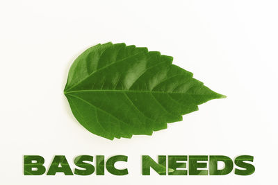 Close-up of green leaves on white background