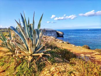 Cactus growing by sea against sky