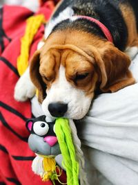 Close-up of beagle playing with toy