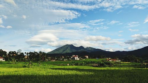 Scenic view of field against sky