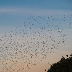 Flock of birds flying in the sky