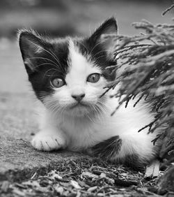 animal