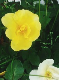 Close-up of yellow flower