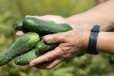 A bunch of cucumbers in the hands of a woman close-up. vegetable harvest concept