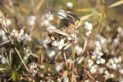 Close-up of insect on flower