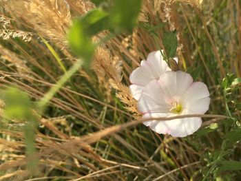 High angle view of white flowers blooming on field