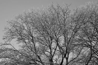 Low angle view of bird against sky