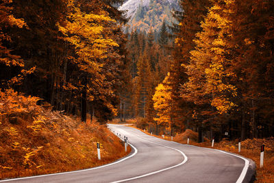 Country road amidst trees during autumn