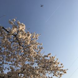 Low angle view of cherry blossom tree against clear sky