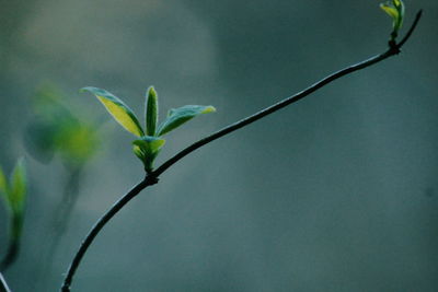 Close-up of plant