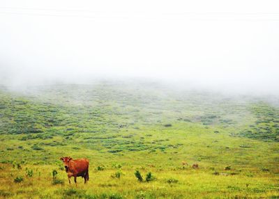 Cows grazing on grassy field