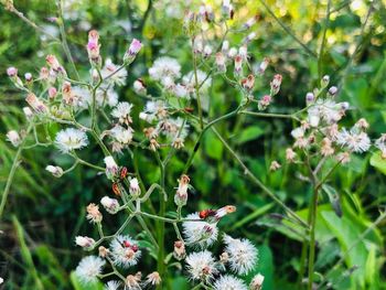 Close-up of flowering plant