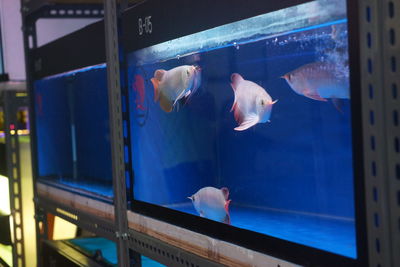 View of fish swimming in sea