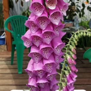 Close-up of pink foxgloves blooming on boardwalk