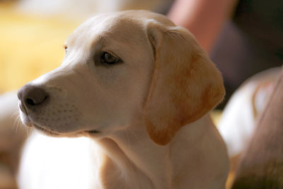 Close-up of dog looking away