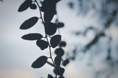 Close-up of leaves against sky