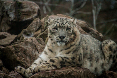 Cat relaxing on rock