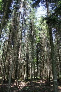 Low angle view of trees in forest