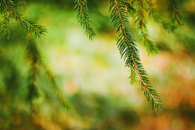 Close-up of pine tree