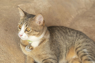 Close-up portrait of a cat looking away