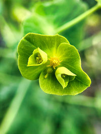 Close-up of green leaf on plant