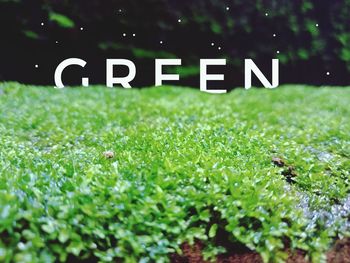 Close-up of green plants on field