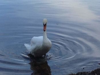 Swan swimming in lake