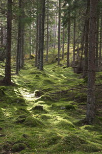 Pine trees in forest